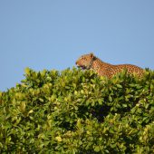  The Serengeti, TZ